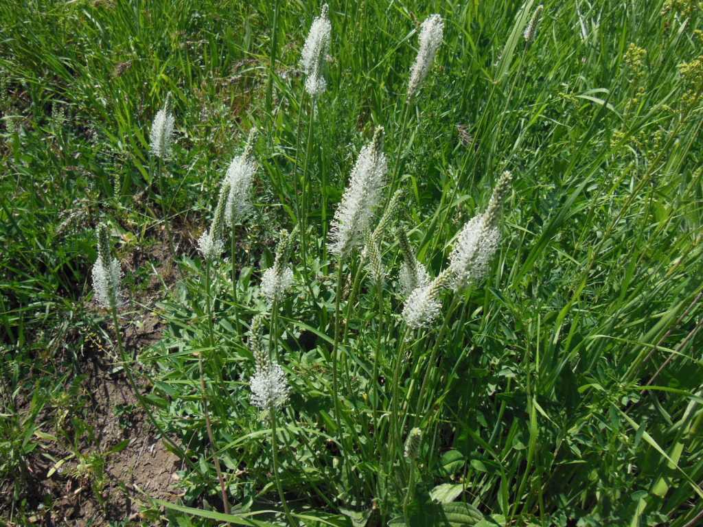 Изображение особи род Plantago.