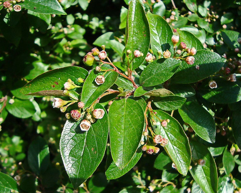 Изображение особи Cotoneaster lucidus.