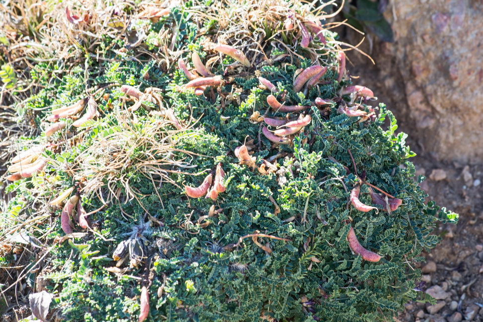 Image of familia Fabaceae specimen.