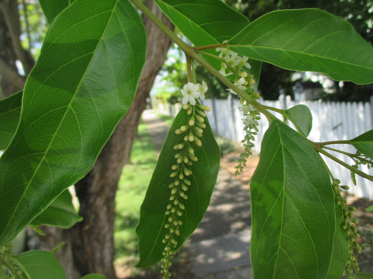 Image of Citharexylum spinosum specimen.