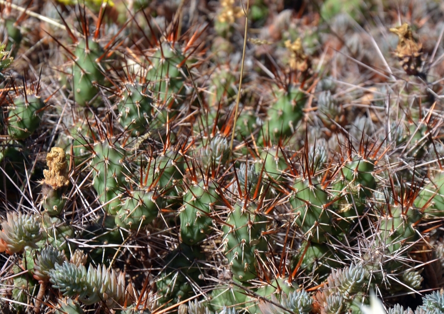 Image of Opuntia fragilis specimen.