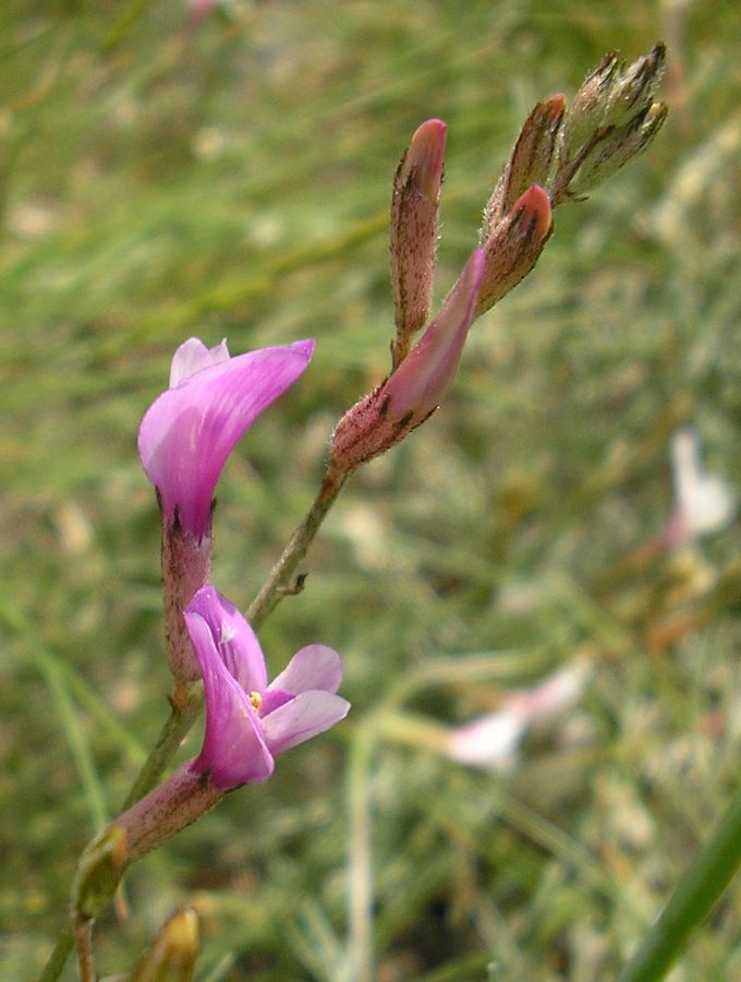 Изображение особи Astragalus ucrainicus.