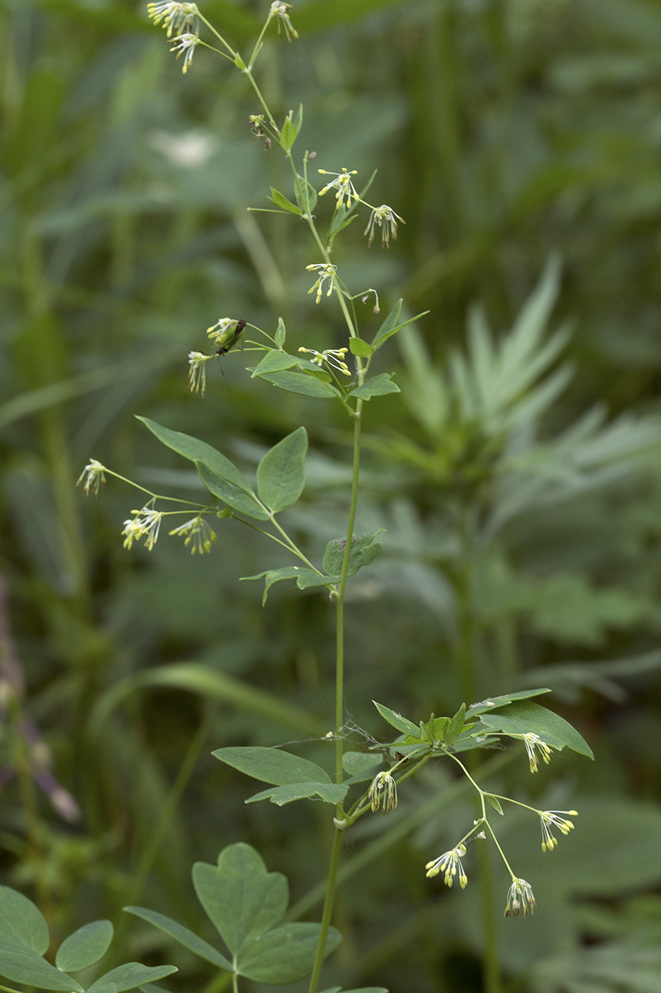 Image of genus Thalictrum specimen.