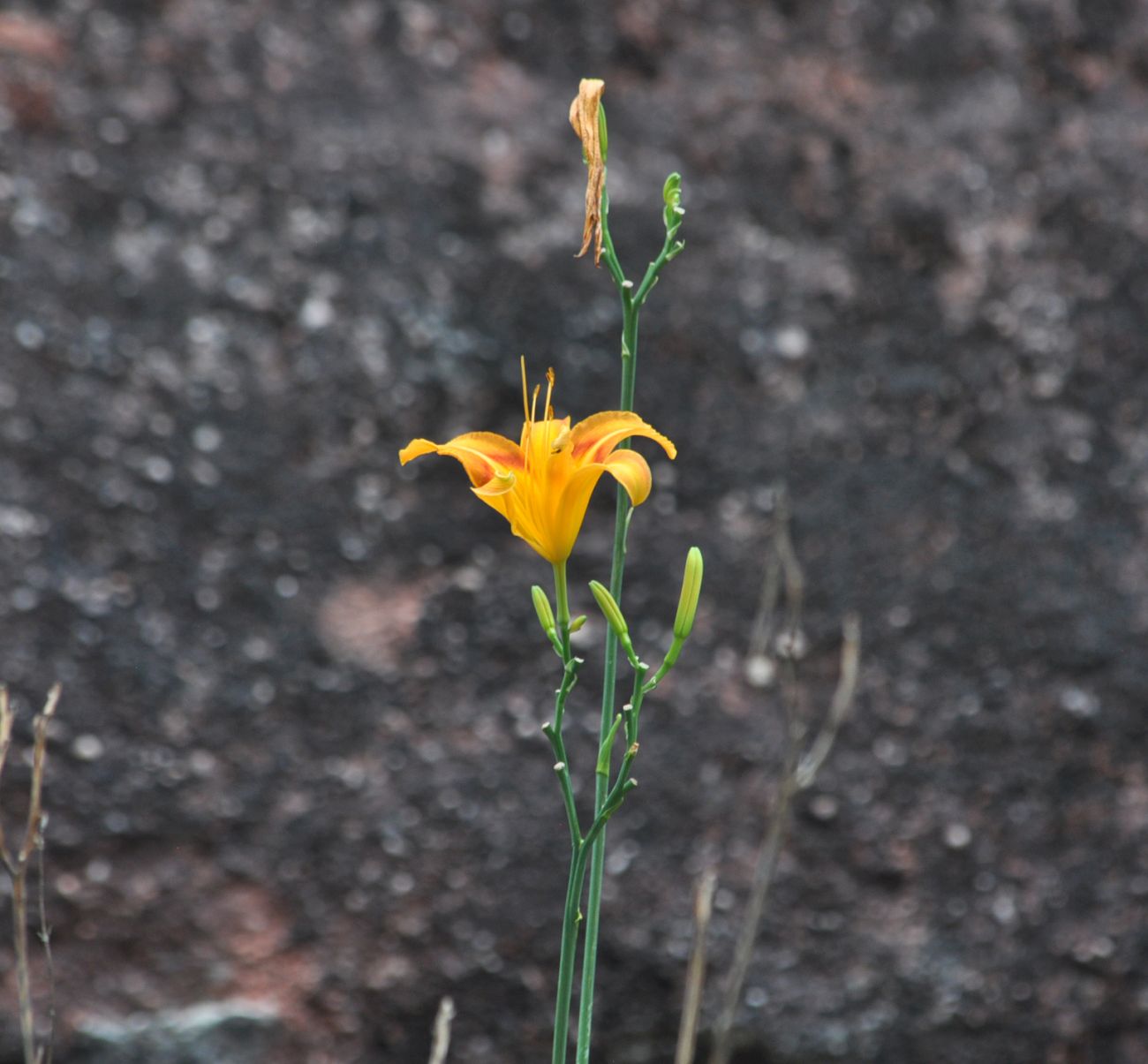 Image of Hemerocallis fulva specimen.