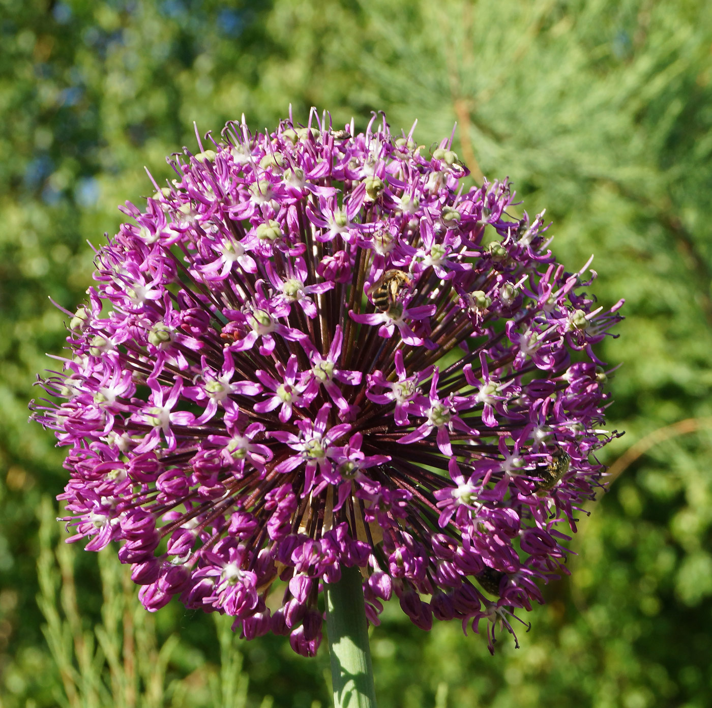 Image of genus Allium specimen.