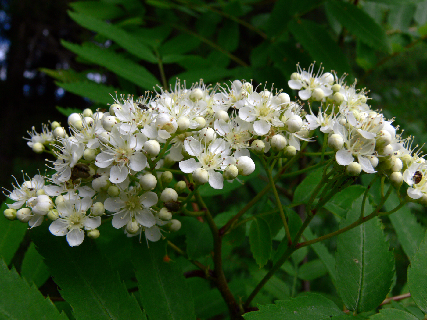 Изображение особи Sorbus sibirica.