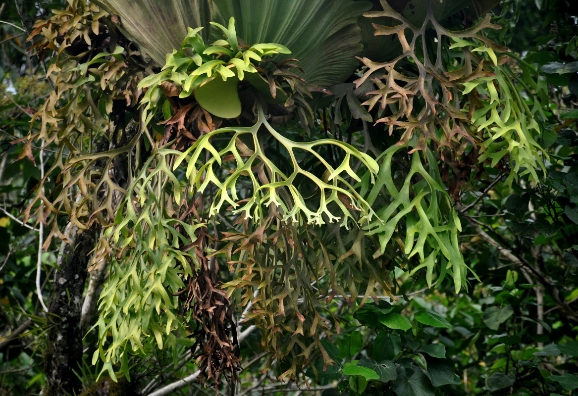 Image of Platycerium coronarium specimen.