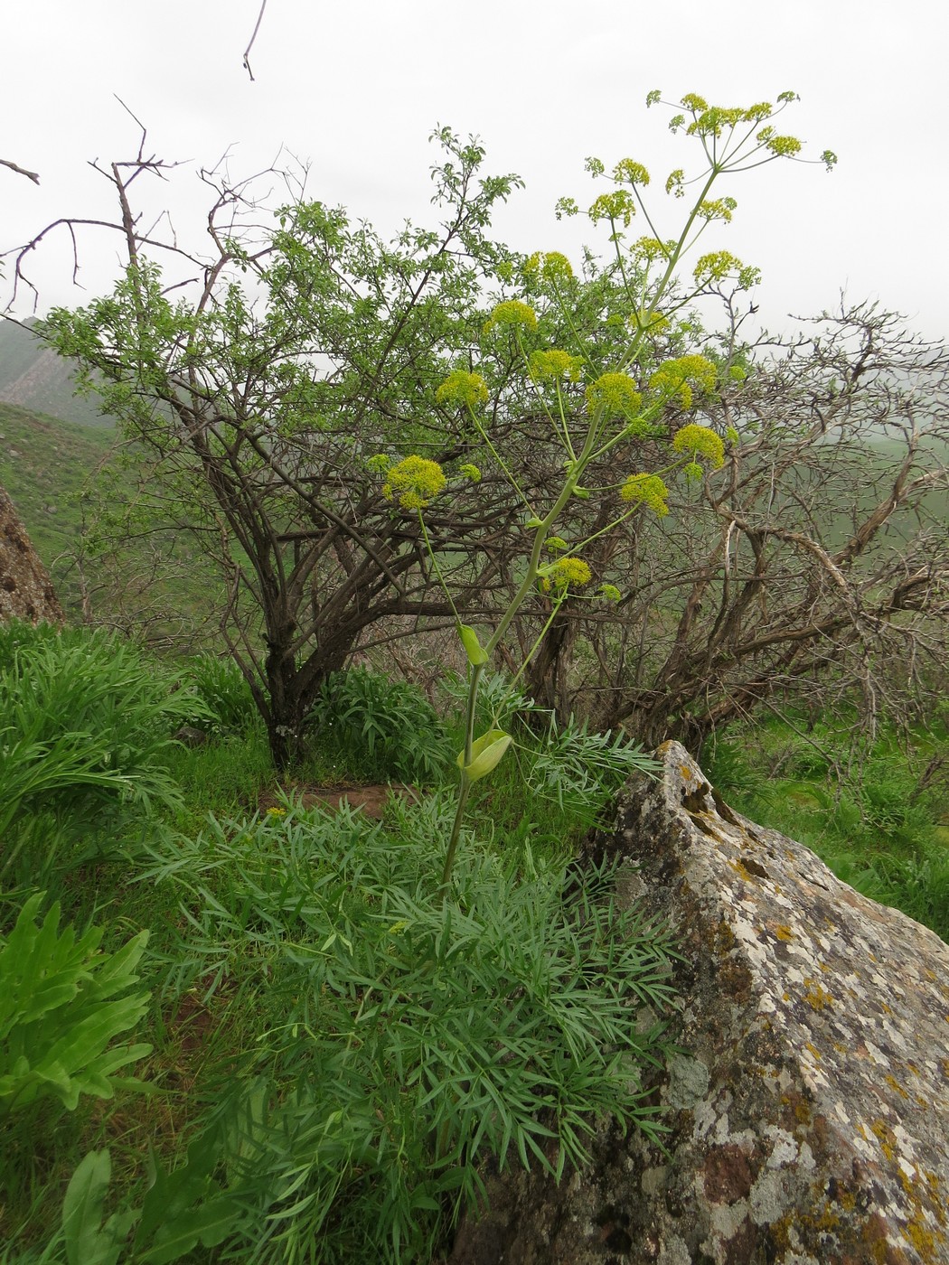 Изображение особи Ferula clematidifolia.