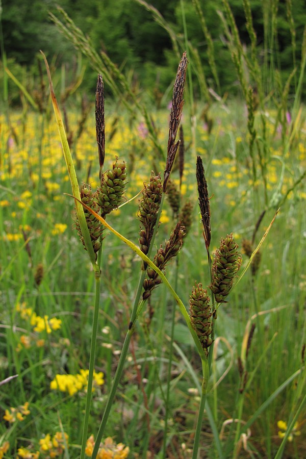 Image of Carex melanostachya specimen.