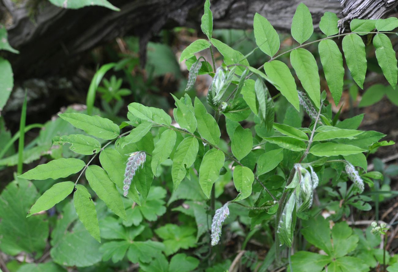 Image of Vicia crocea specimen.