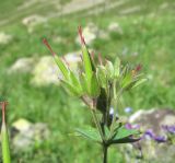 Geranium sylvaticum. Верхушка веточки с завязавшимися плодами. Кабардино-Балкария, Эльбрусский р-н, долина р. Ирикчат, ок. 2700 м н.у.м., субальпийский луг. 06.08.2018.