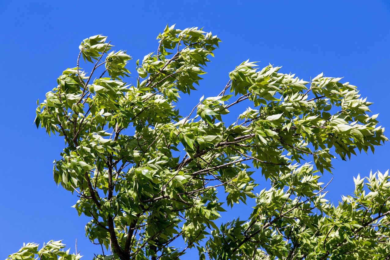 Image of Fraxinus syriaca specimen.