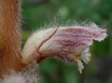 Orobanche pubescens