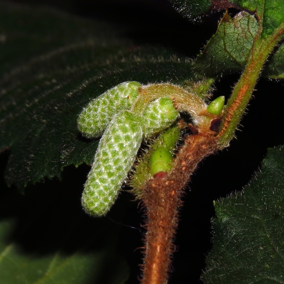 Изображение особи Corylus avellana.