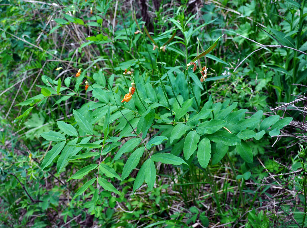 Image of Lathyrus gmelinii specimen.