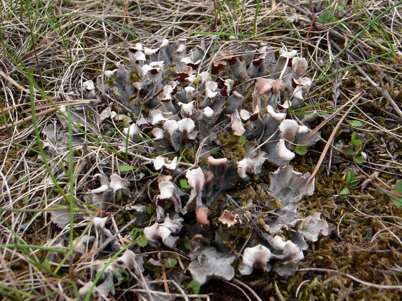 Image of Peltigera didactyla specimen.