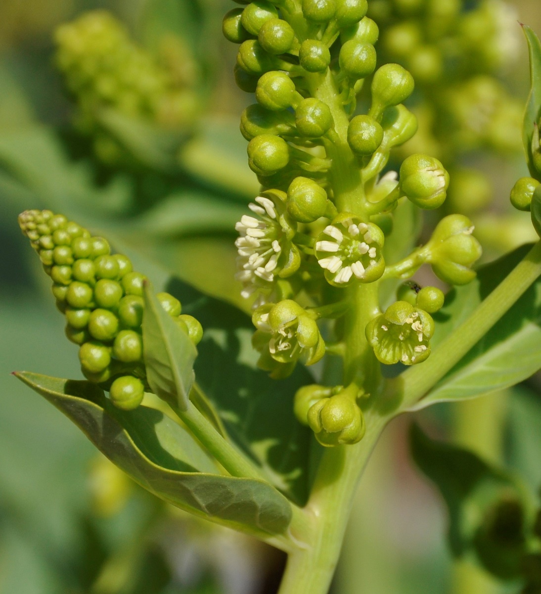 Image of Phytolacca pruinosa specimen.