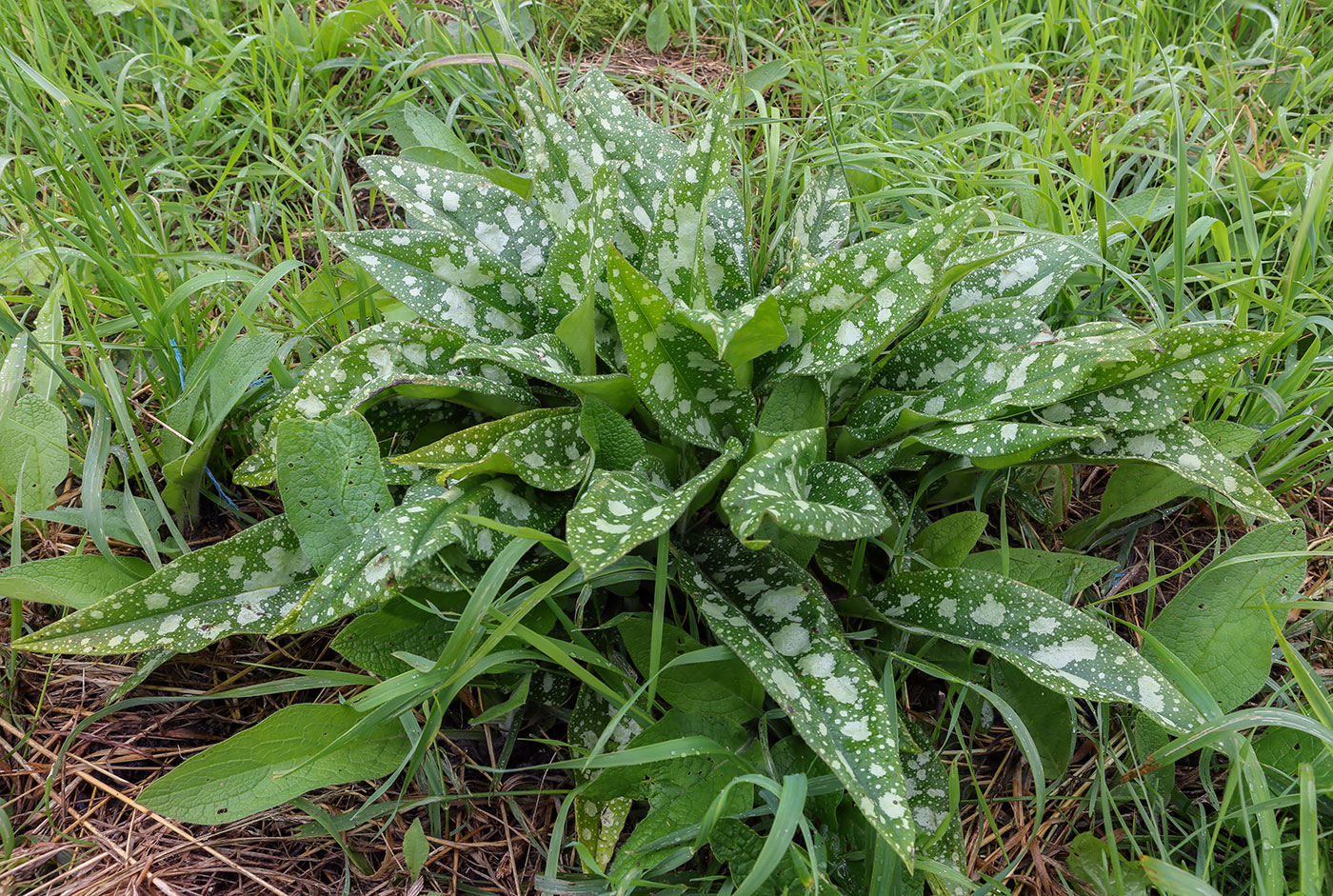 Image of Pulmonaria saccharata specimen.