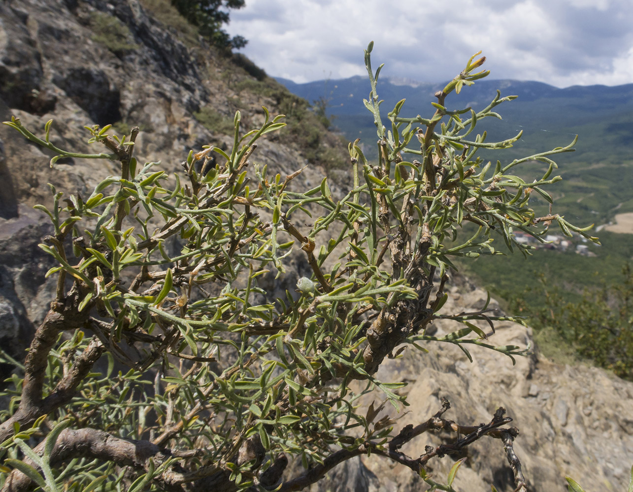 Image of Genista verae specimen.