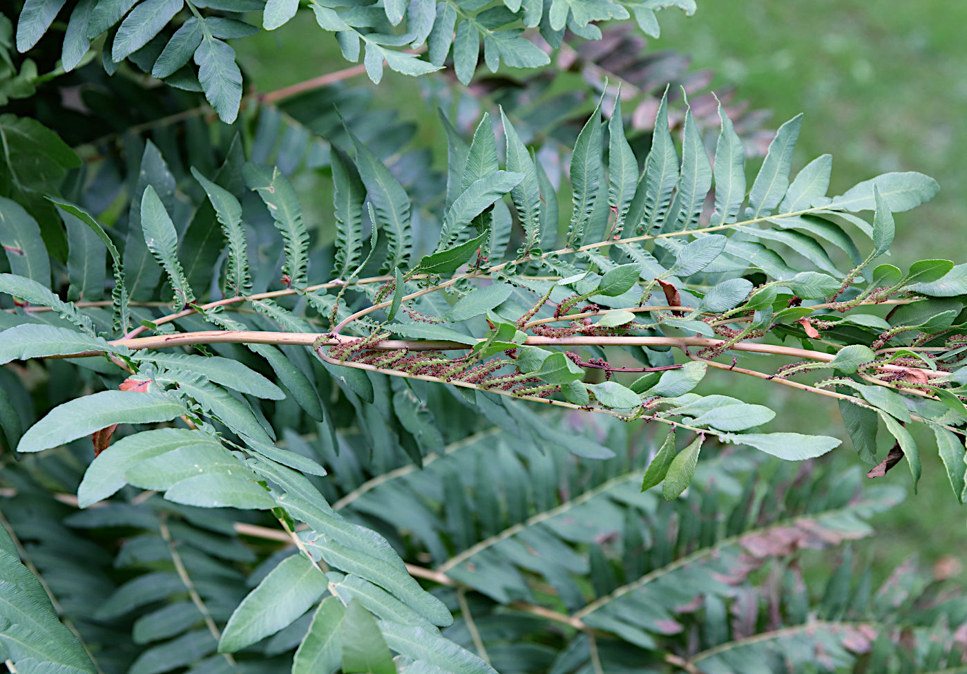 Image of Osmunda regalis specimen.