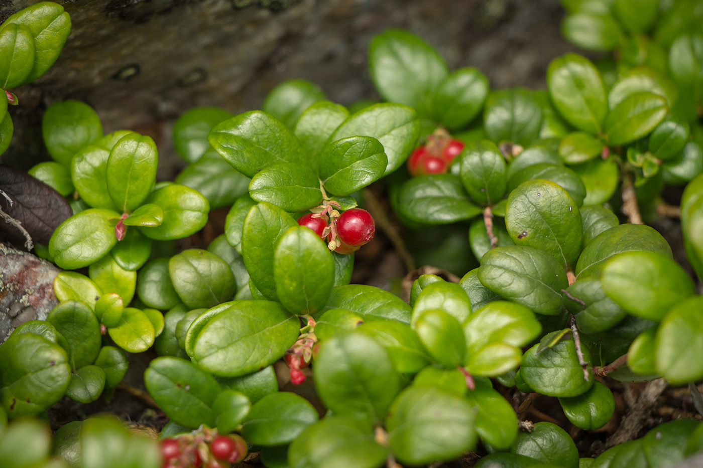 Image of Vaccinium vitis-idaea specimen.