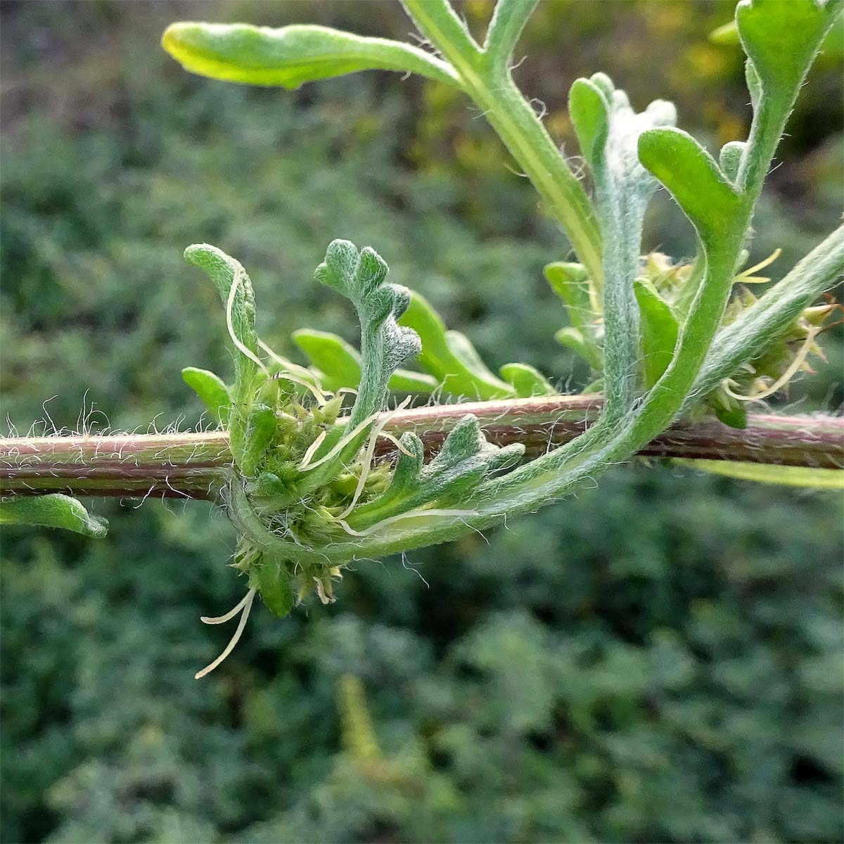 Изображение особи Ambrosia chamissonis.