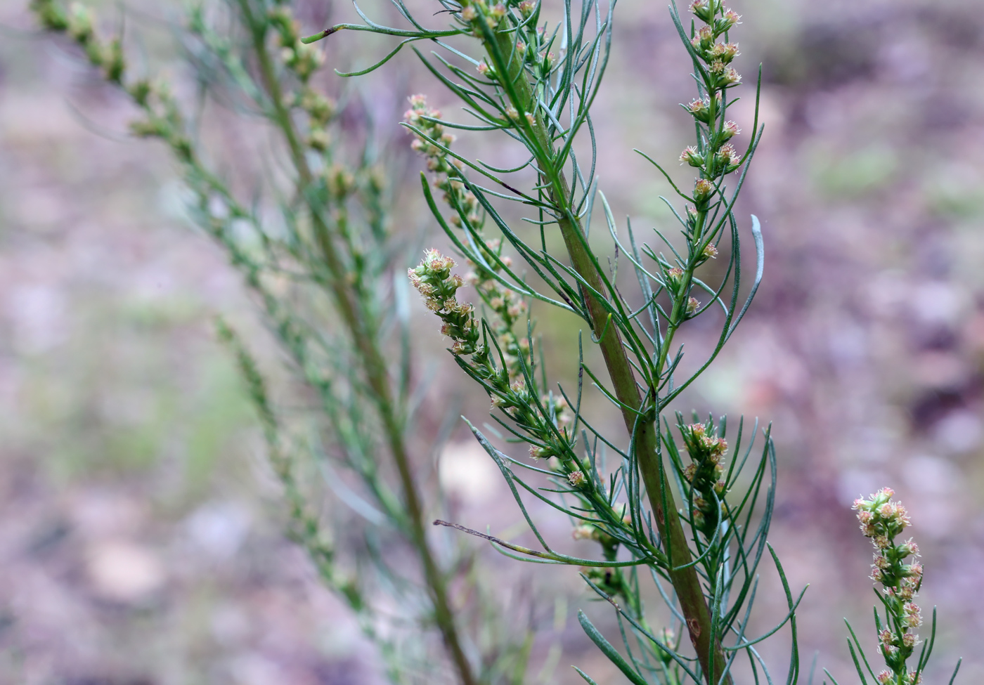 Image of Artemisia commutata specimen.