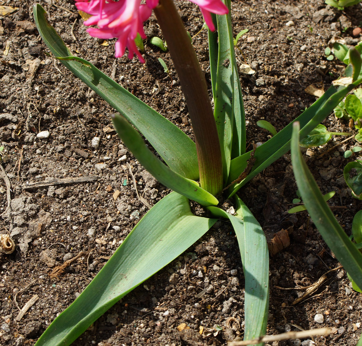 Изображение особи Hyacinthus orientalis.