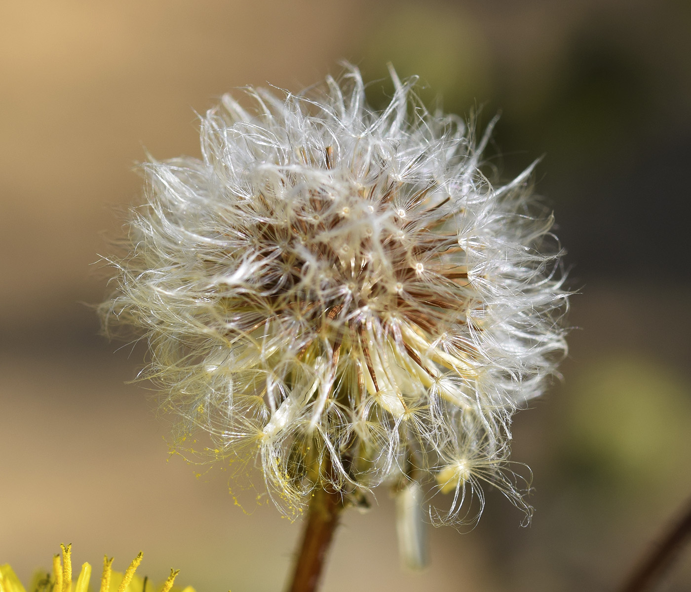 Image of Lagoseris sancta specimen.