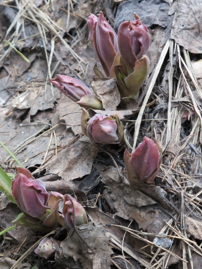 Image of Pulmonaria mollis specimen.