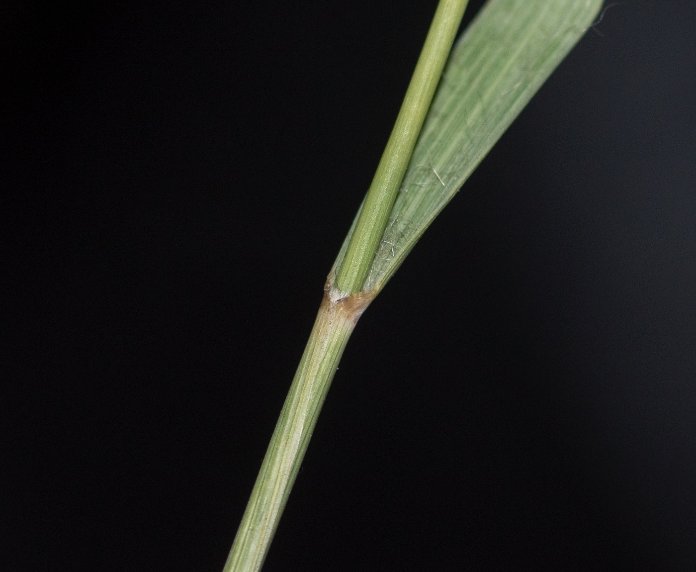 Image of Fingerhuthia africana specimen.