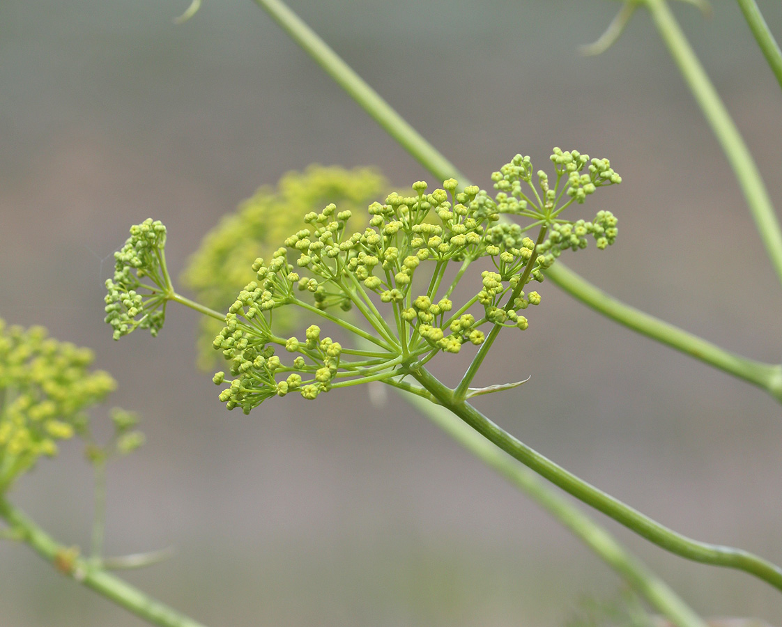 Image of Ferula euxina specimen.