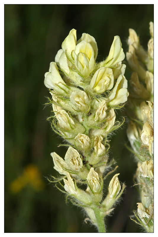 Изображение особи Oxytropis pilosa.