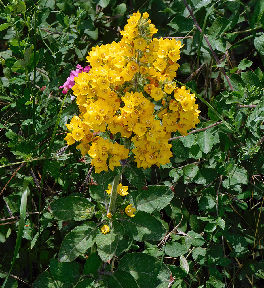 Image of Lysimachia verticillaris specimen.