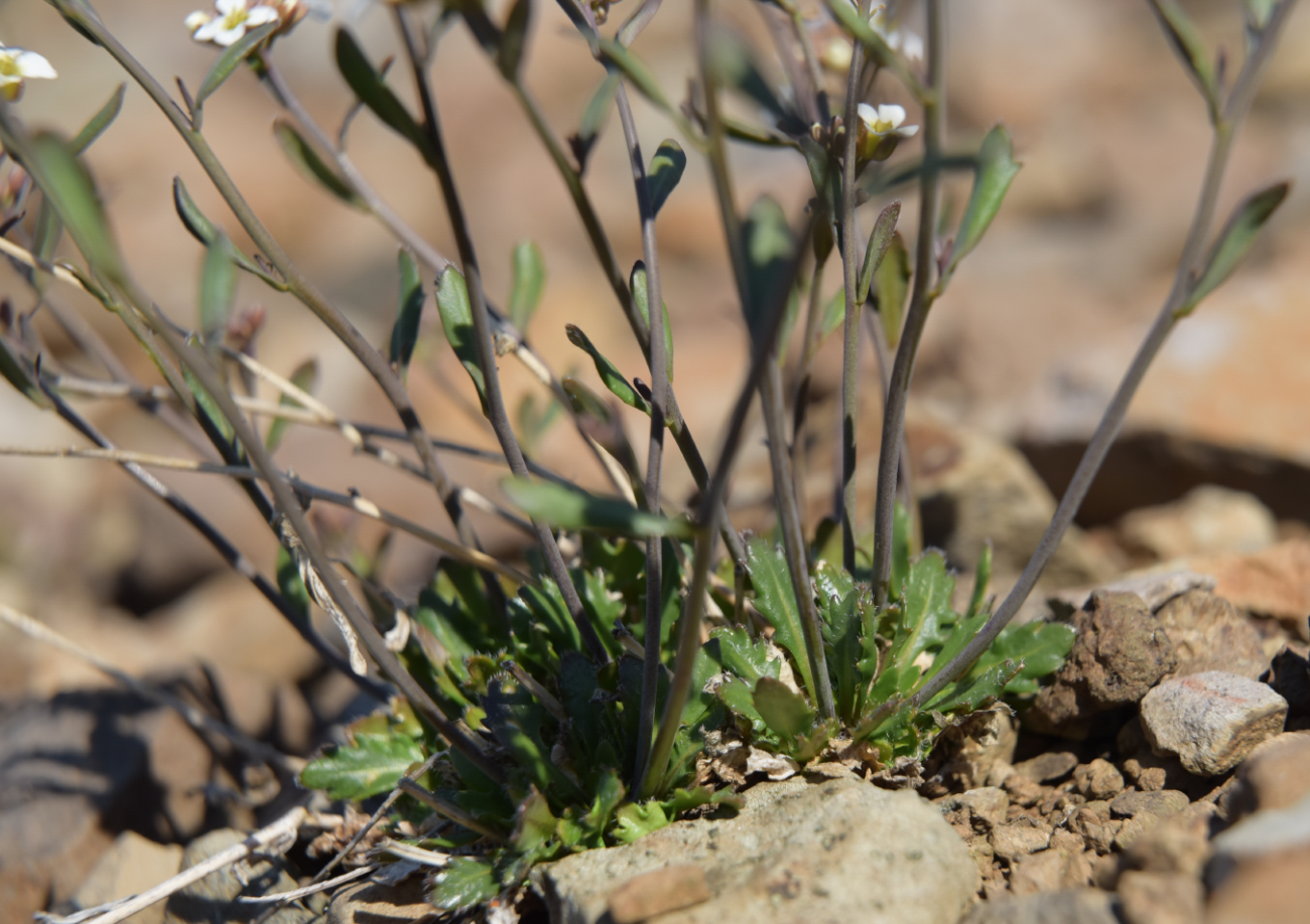 Изображение особи Arabidopsis petraea.