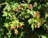 Viburnum opulus