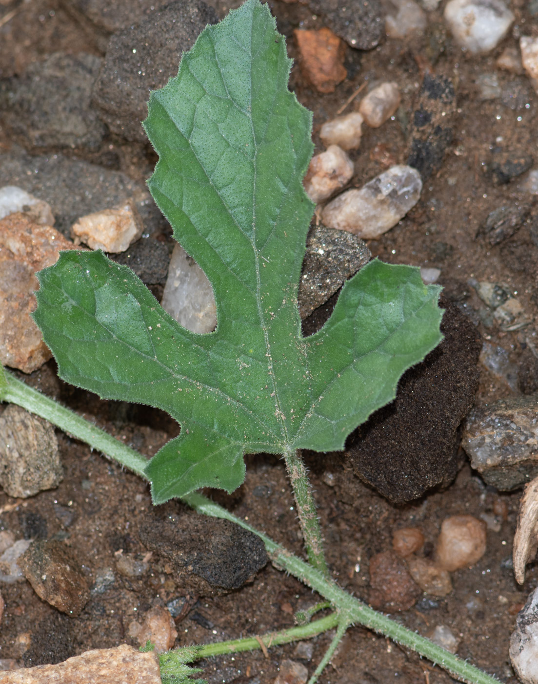 Image of Cucumis meeusei specimen.