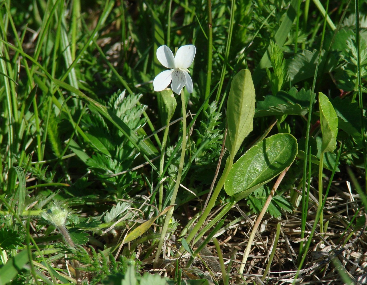 Изображение особи Viola patrinii.