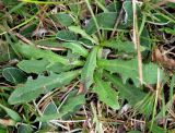 Hypochaeris radicata. Розетки прикорневых листьев. Украина, Волынская обл., Ратновский р-н, юго-западные окрестности с. Окачево, левый берег р. Припять, луг. 28 июля 2010 г.