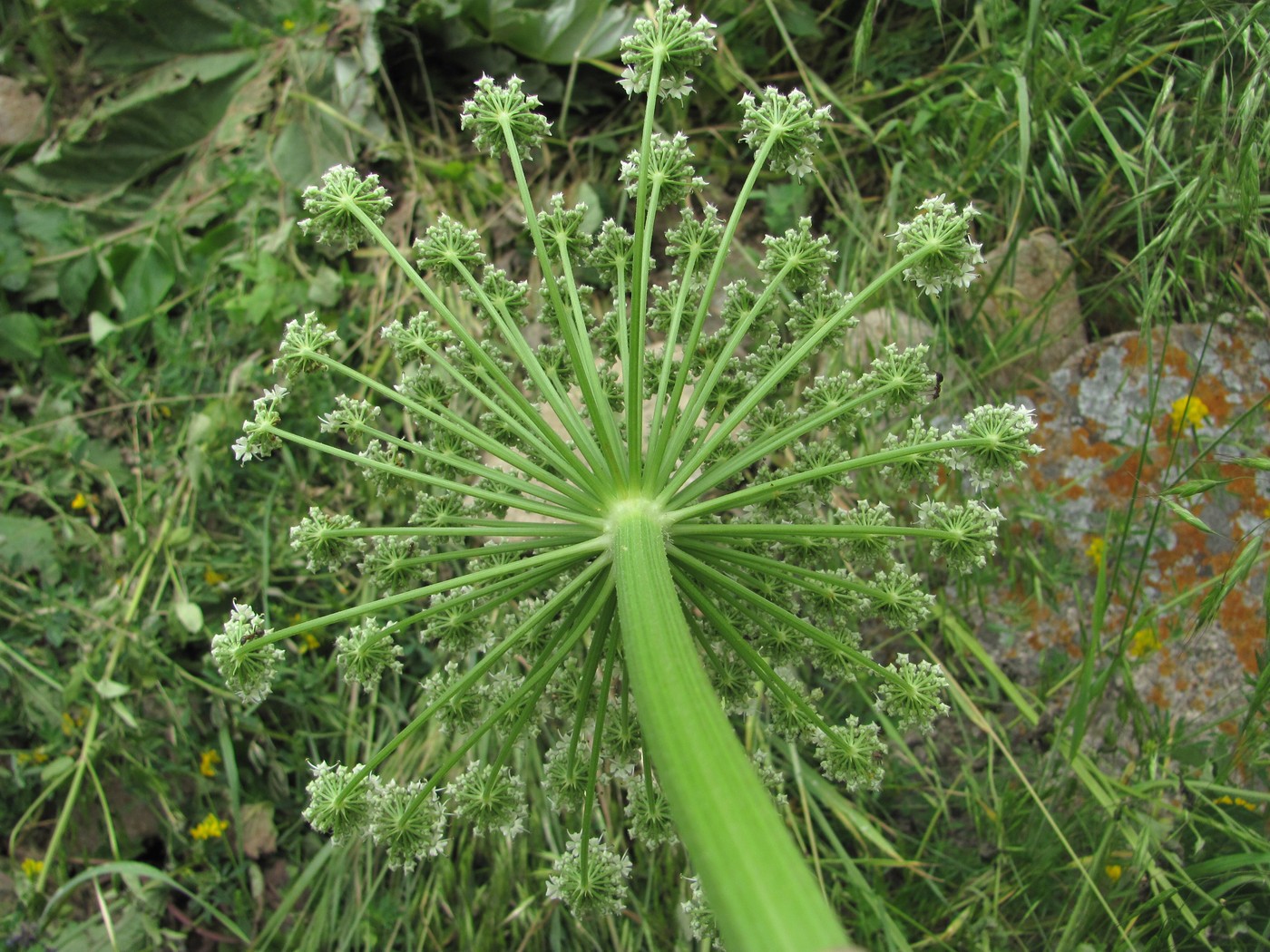 Изображение особи Heracleum leskovii.