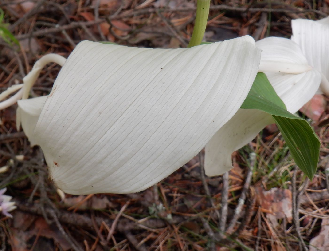 Image of Epipactis helleborine specimen.