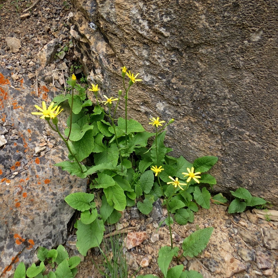 Image of Senecio olgae specimen.