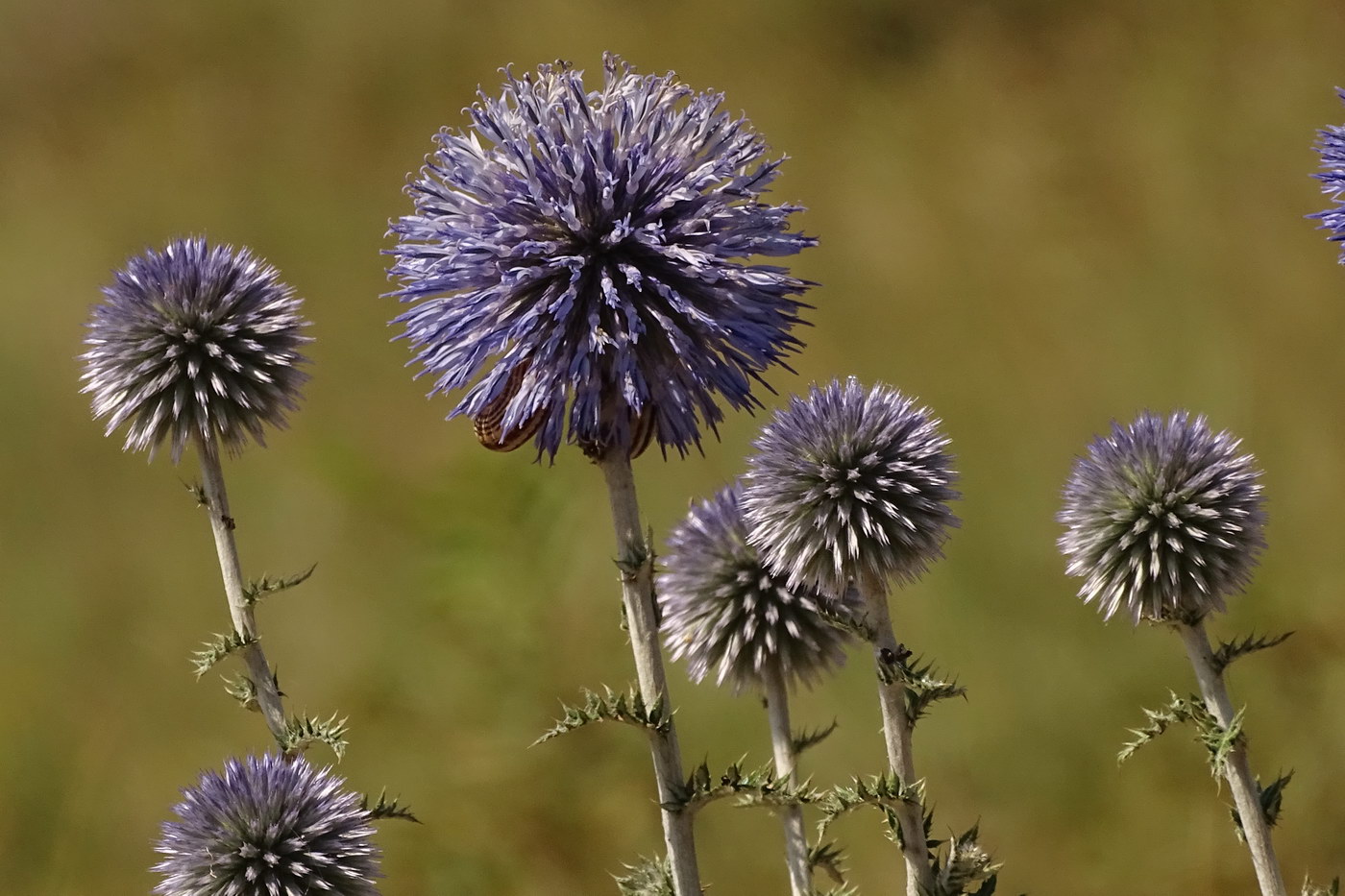 Image of Echinops ruthenicus specimen.