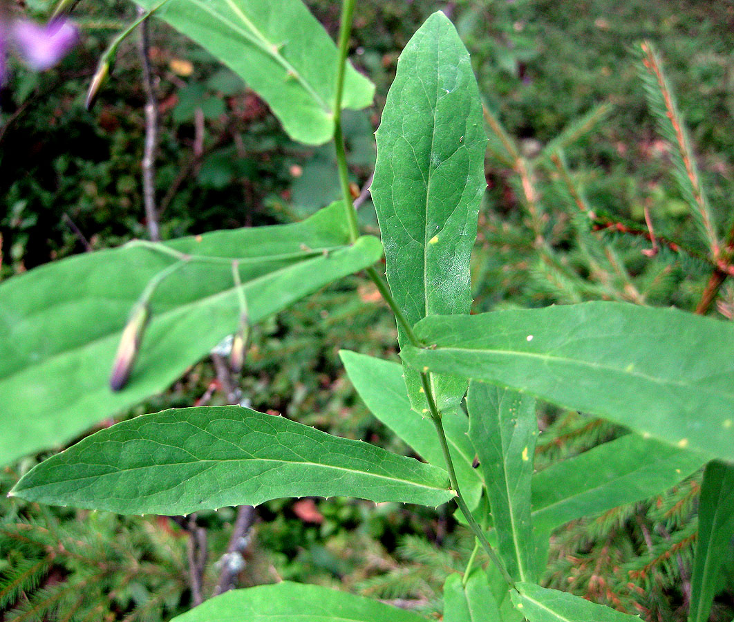 Image of Prenanthes purpurea specimen.