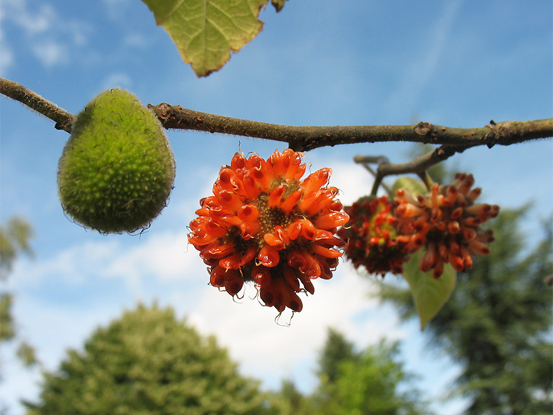 Image of Broussonetia papyrifera specimen.