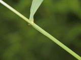 Bromopsis subspecies flexuosa