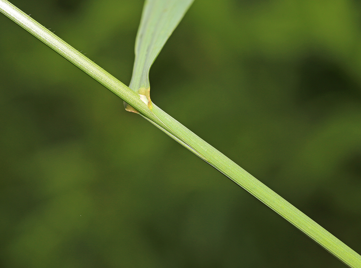 Image of Bromopsis pumpelliana ssp. flexuosa specimen.