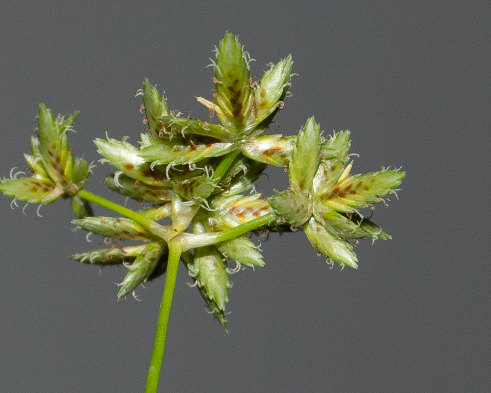 Image of Cyperus involucratus specimen.