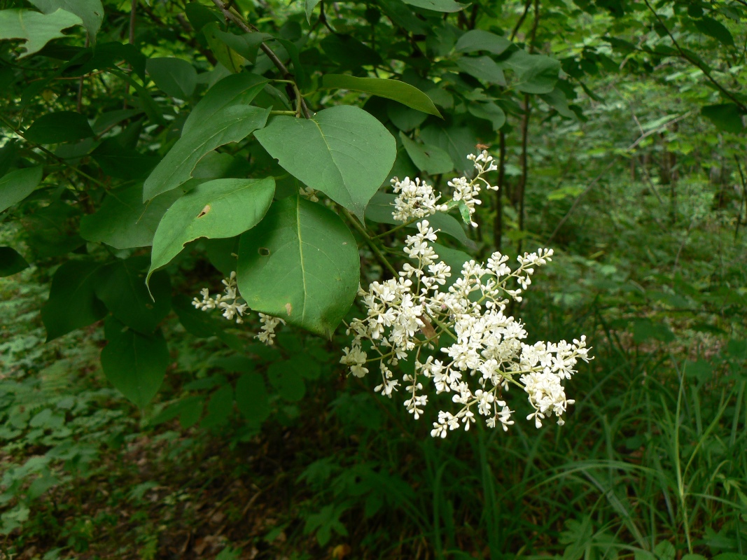 Image of Syringa amurensis specimen.