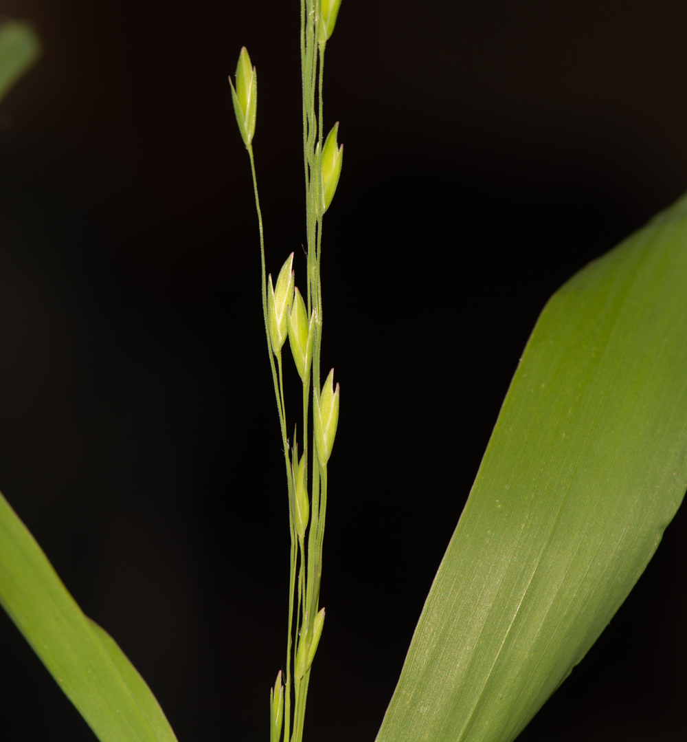 Image of Chasmanthium latifolium specimen.